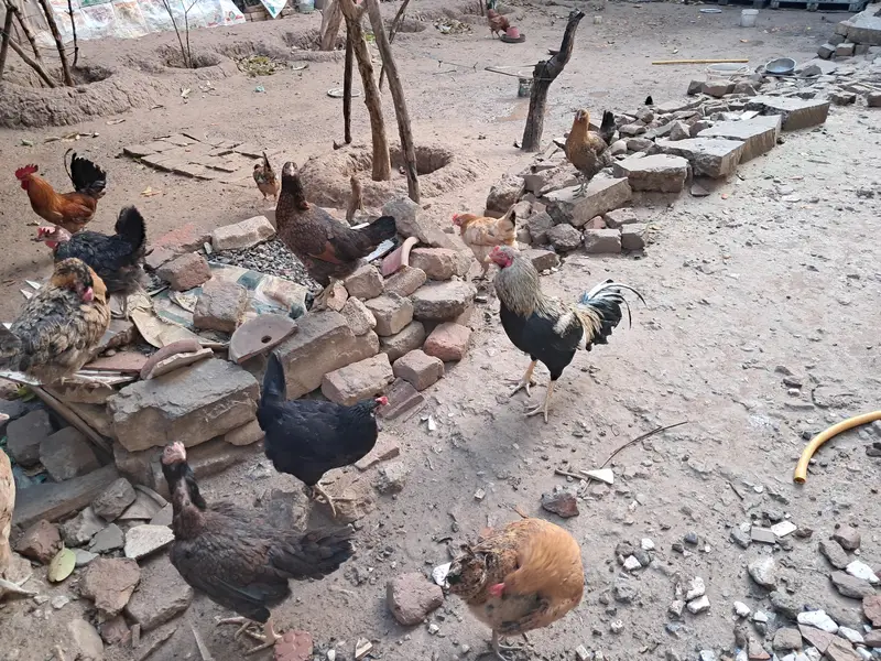 organic eggs (desi andy) — photo 5