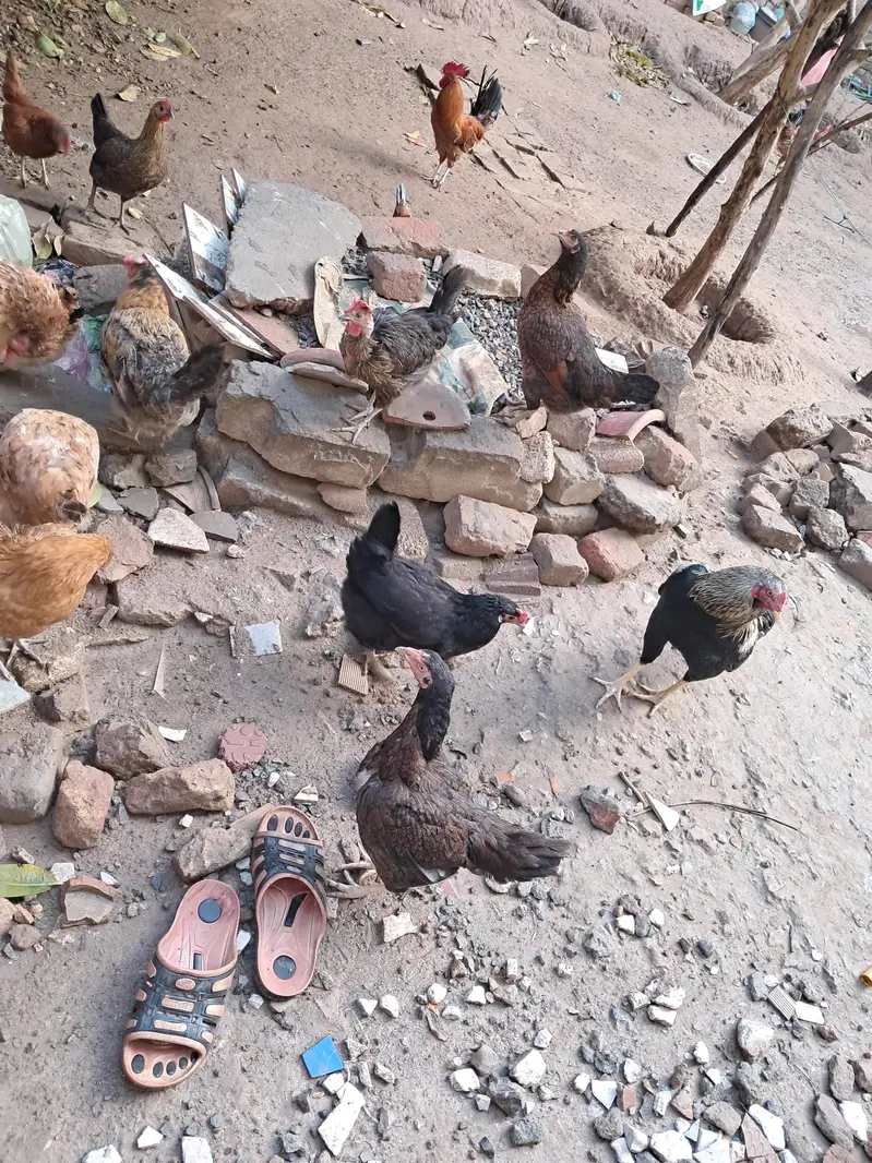 organic eggs (desi andy) — photo 7