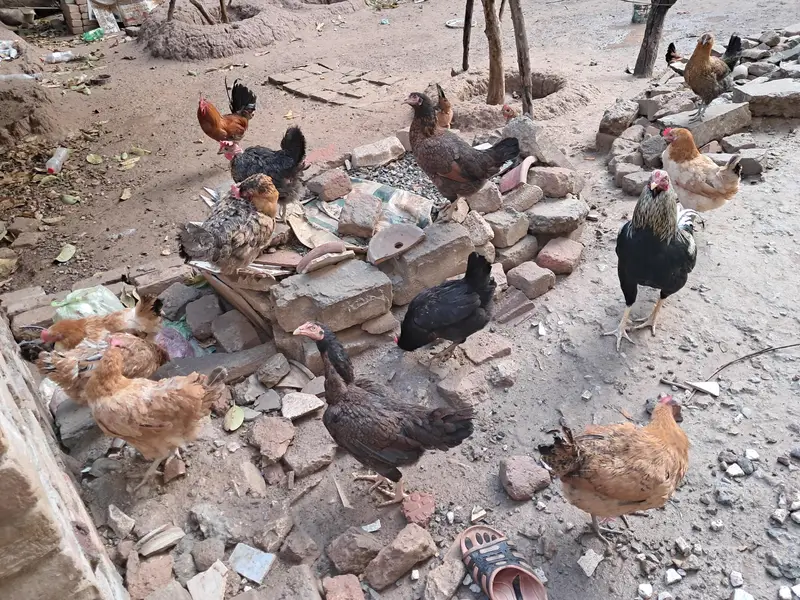 organic eggs (desi andy) — photo 8