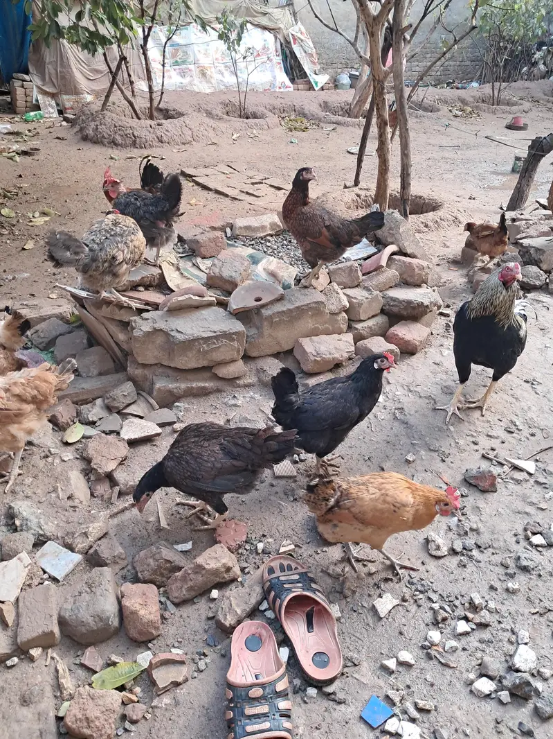 organic eggs (desi andy) — photo 9