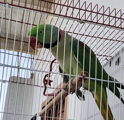 talking parrot ( 0333-7940701) WhatsApp for video