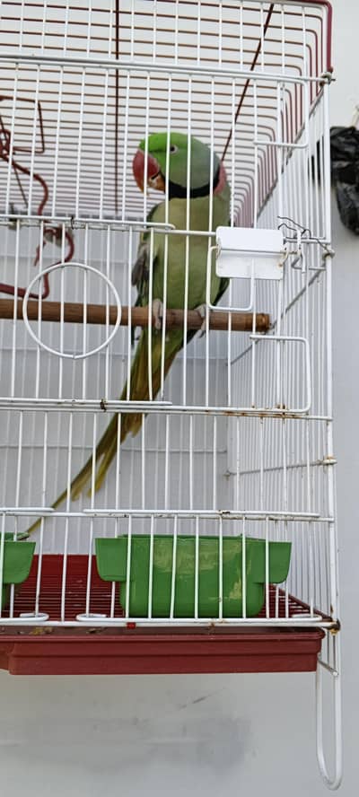 talking parrot ( 0333-7940701) WhatsApp for video