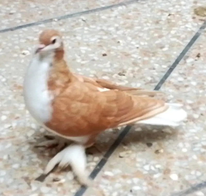 Brown Sherazi pair — photo 2