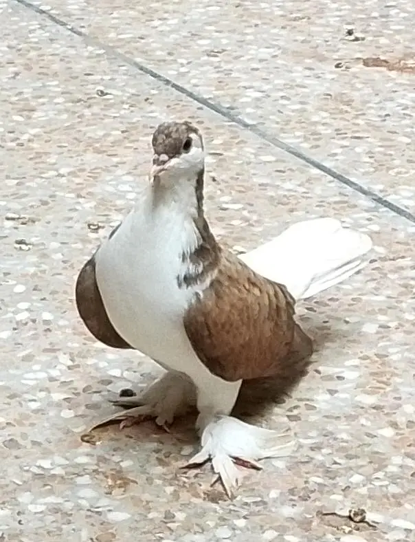 Brown Sherazi pair — photo 3
