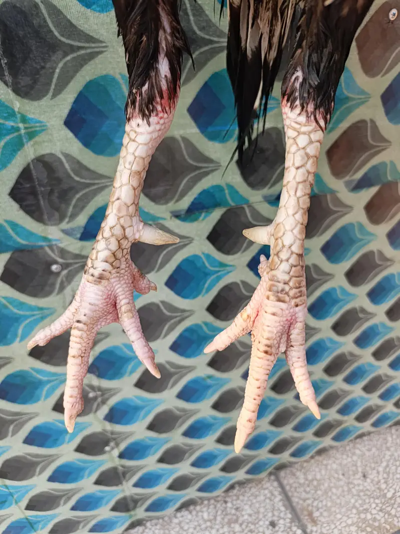 pure lassani pair — photo 8