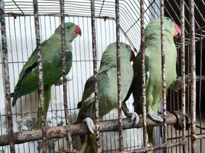 6 Months Old Raw Parrot Babies for Sale