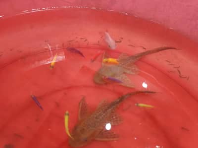 URGENT FISH SALE - Fish Tank Leaked!