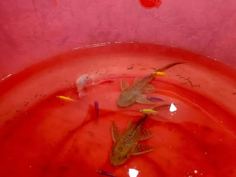 URGENT FISH SALE - Fish Tank Leaked! — photo 2
