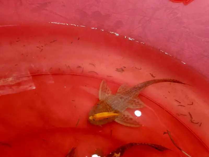 URGENT FISH SALE - Fish Tank Leaked! — photo 3