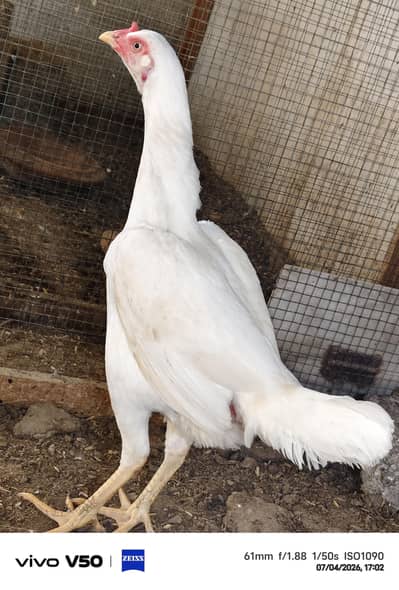 Asal Heera Hen for sell