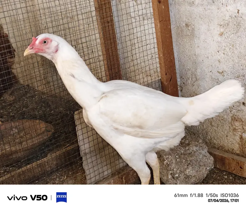 Asal Heera Hen for sell — photo 3