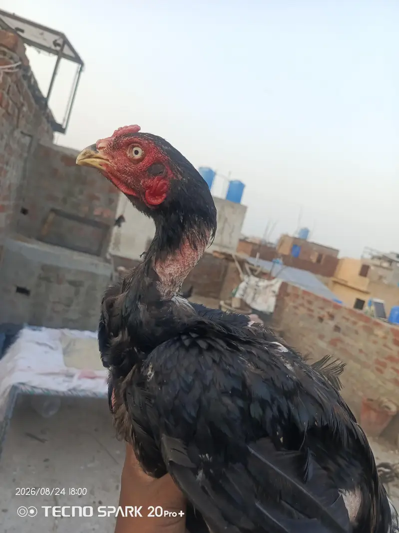 Aseel murgy — photo 3