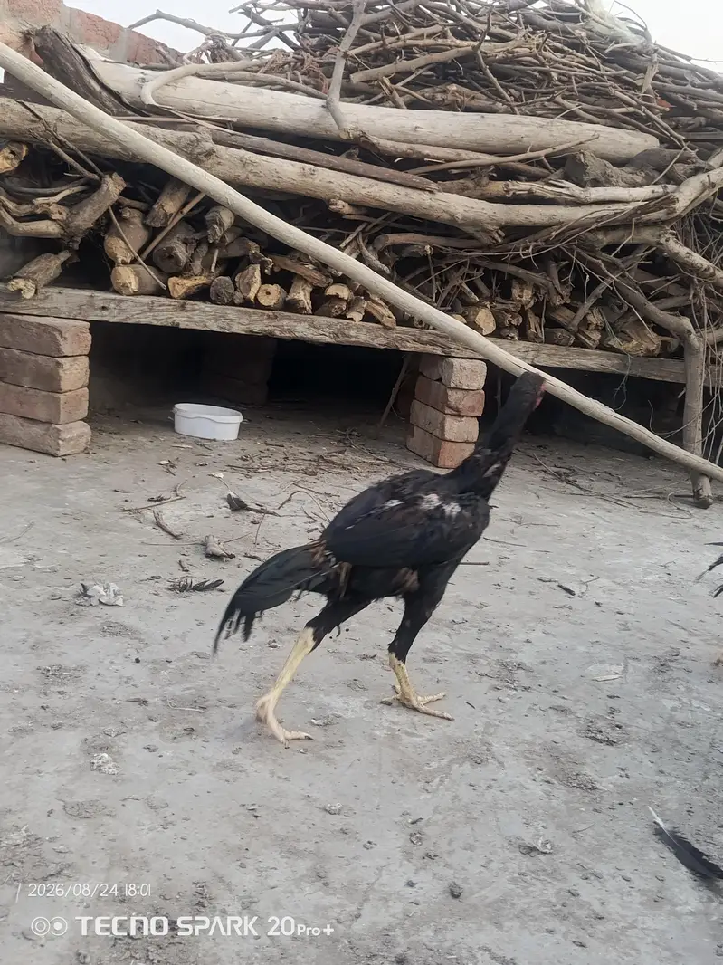 Aseel murgy — photo 6