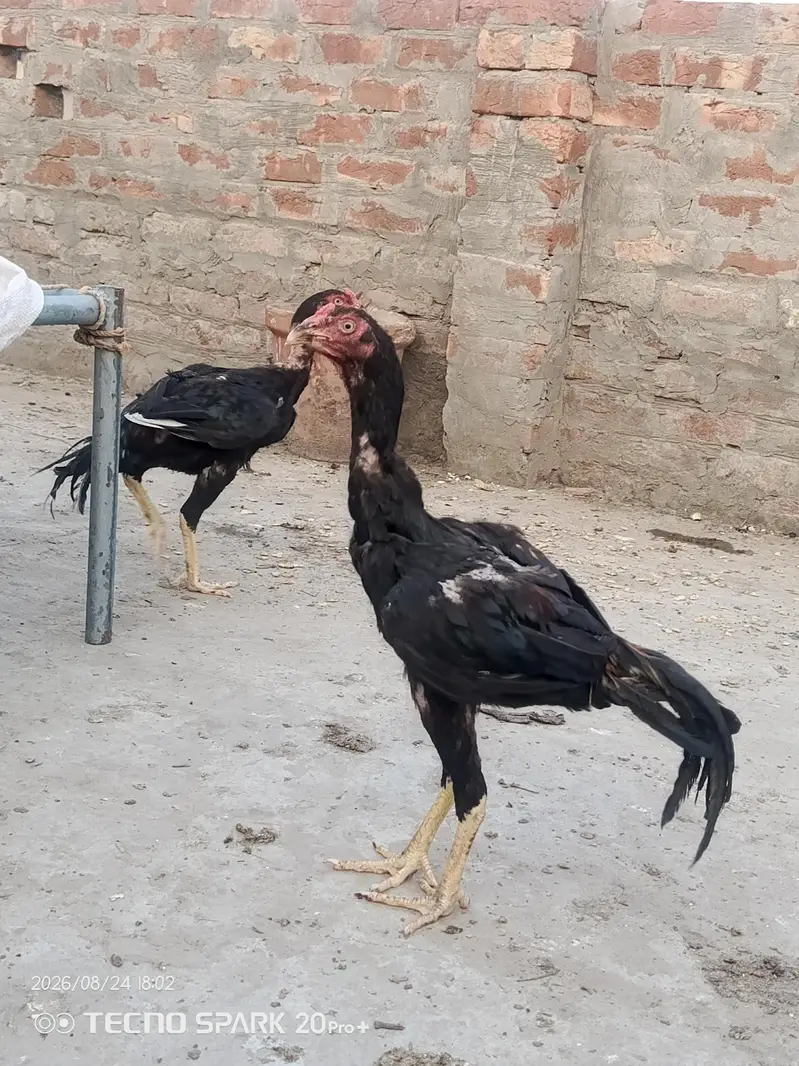 Aseel murgy — photo 10