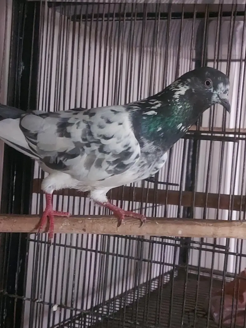cage for parrots — photo 4