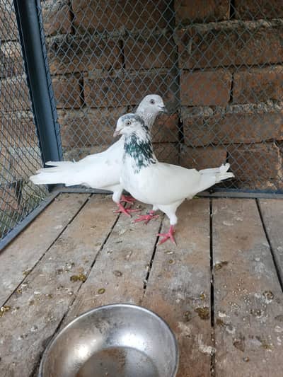 Breeder pair for sale Lakhi madi+Sialkoti nar