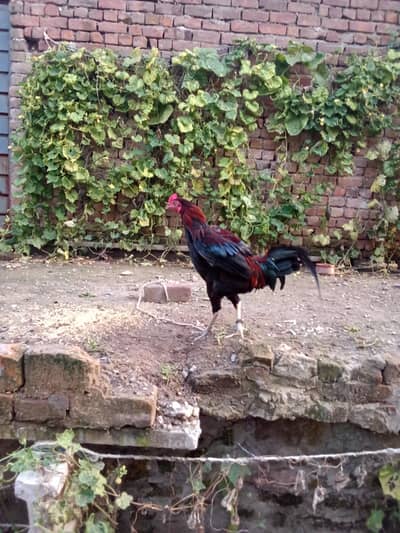 cock1