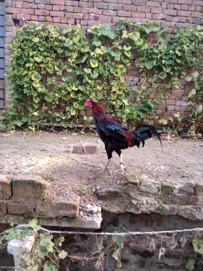 cock1 0