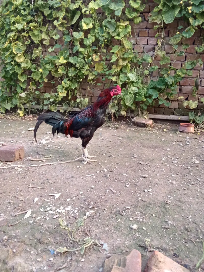 cock1 — photo 2