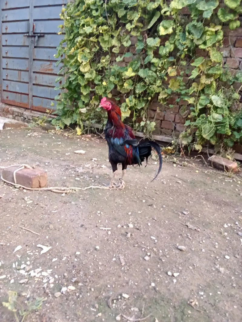 cock1 — photo 3