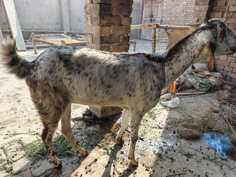 Bakri 0