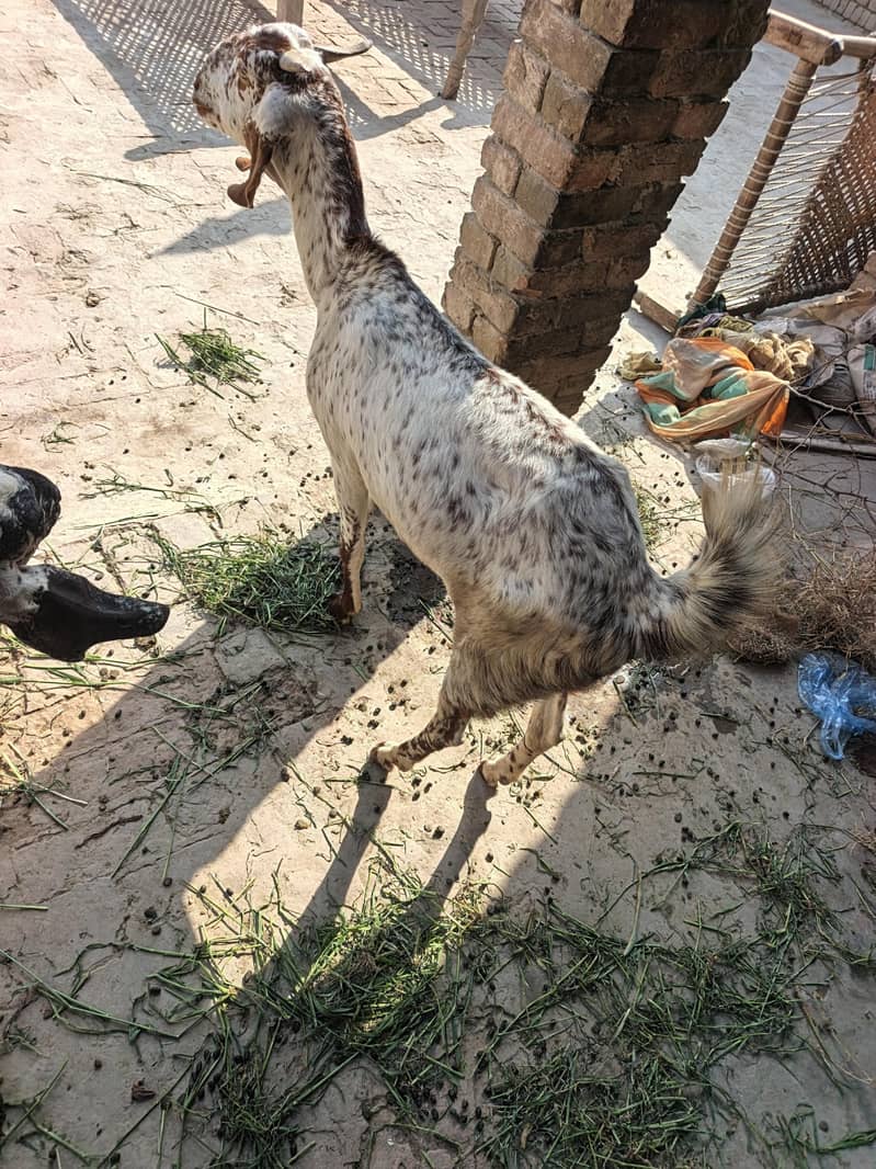 Bakri 1