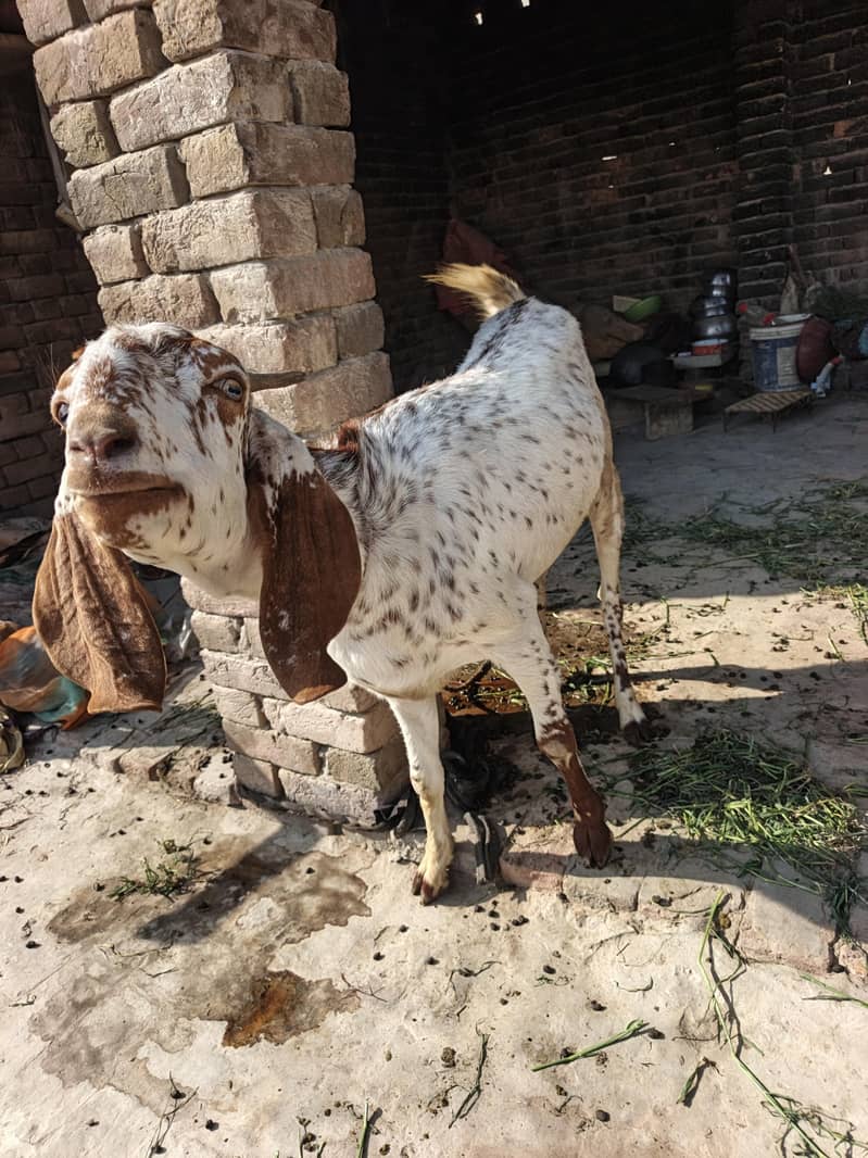 Bakri 2
