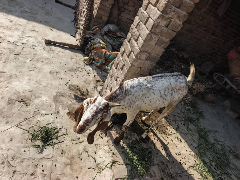 Bakri 3