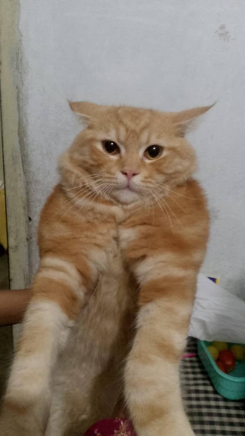 persian 0