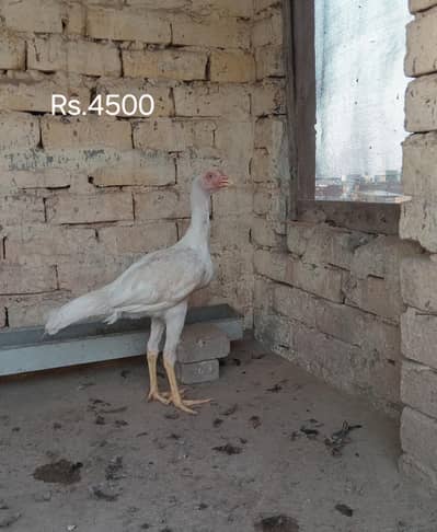 aseel heera male for sale long hight r long tail mn