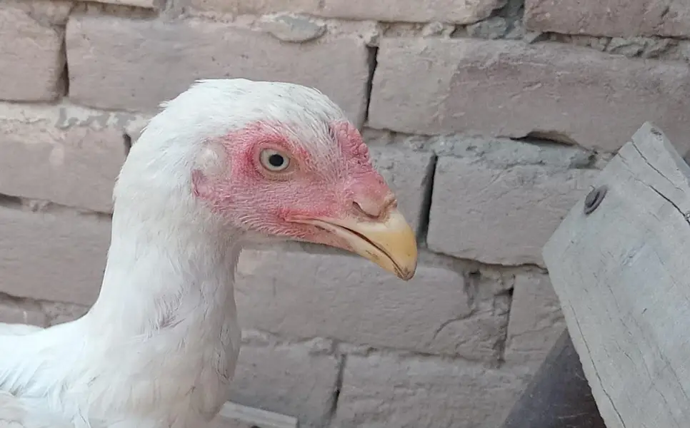 aseel heera male for sale long hight r long tail mn — photo 2