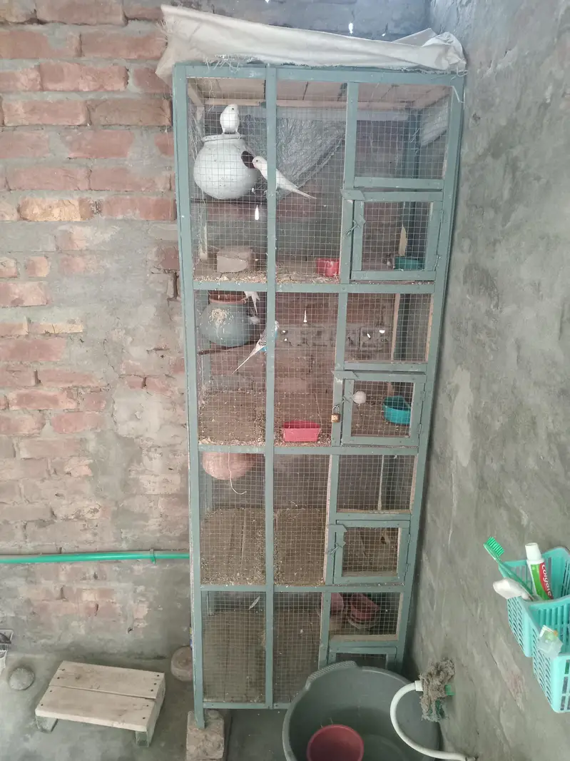 aseel heera male for sale long hight r long tail mn — photo 3