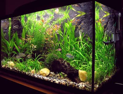 fish  aquarium just thora ganda hoya h clean hu jhy g