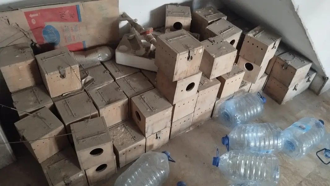 Wooden Breeding boxes for finches javas love birds available — photo 2