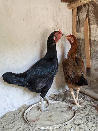 2 aseel madi for sale available