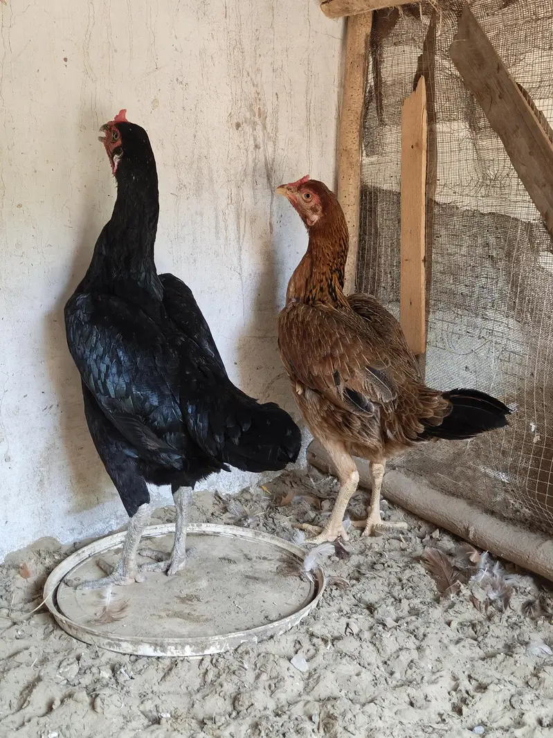 2 aseel madi for sale available — photo 4