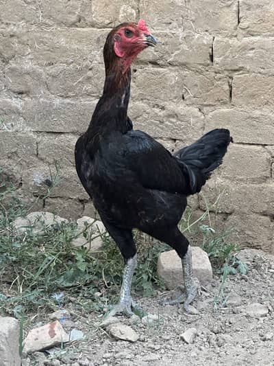 PURE THAI BURMI FEMALE