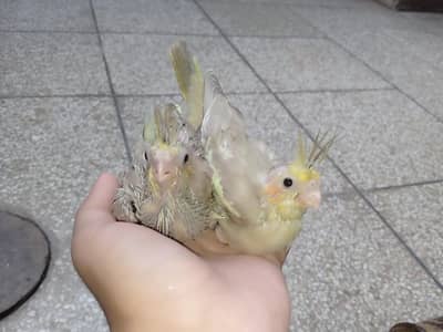 fawn cocktail chicks for sale very rare mutation