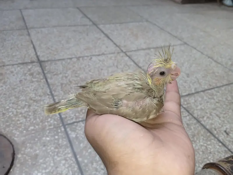 fawn cocktail chicks for sale very rare mutation — photo 2