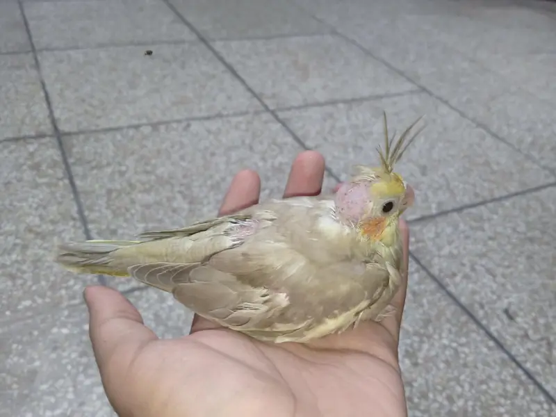 fawn cocktail chicks for sale very rare mutation — photo 3