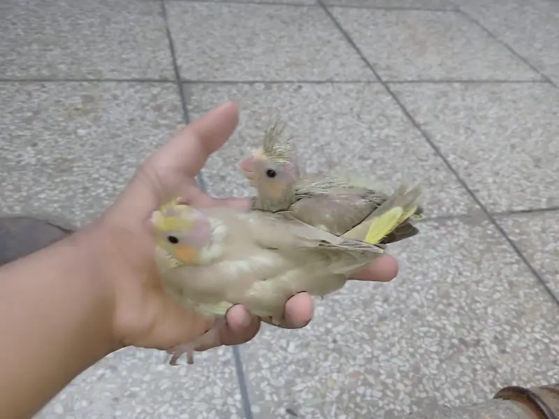 fawn cocktail chicks for sale very rare mutation — photo 4