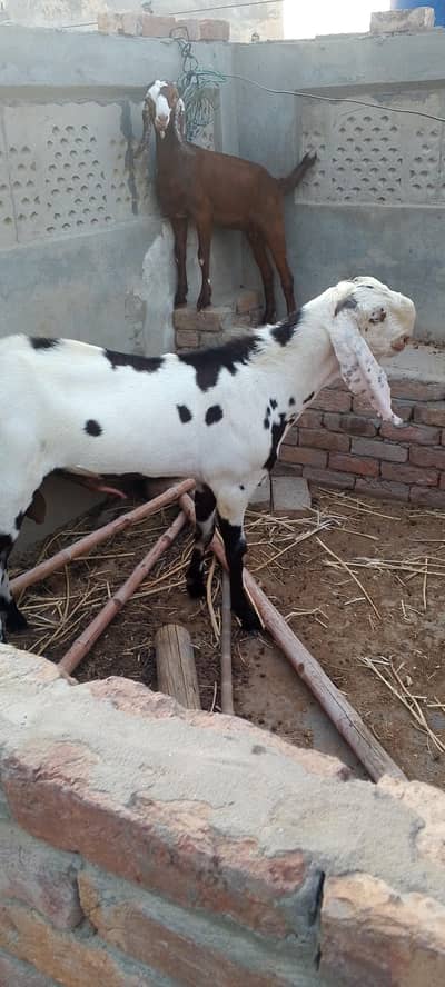 Breeder Bakra Bakri Cross karwane k liye
