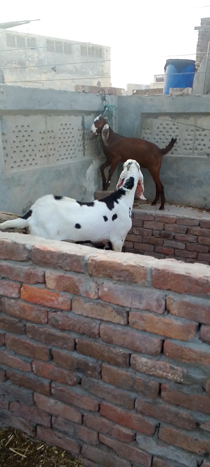 Breeder Bakra Bakri Cross karwane k liye — photo 2