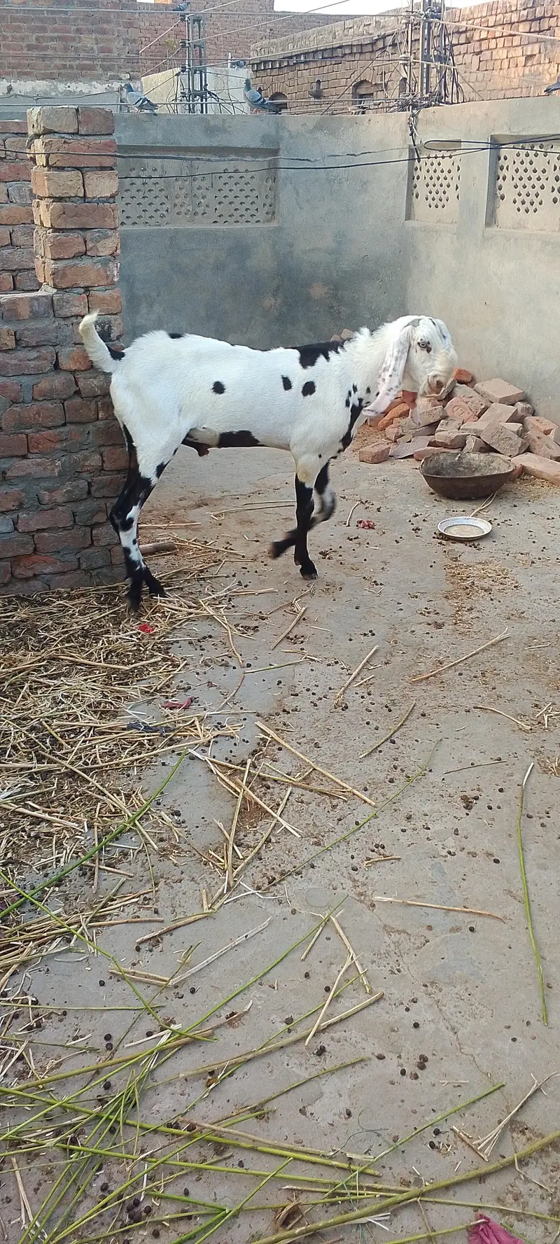 Breeder Bakra Bakri Cross karwane k liye — photo 3