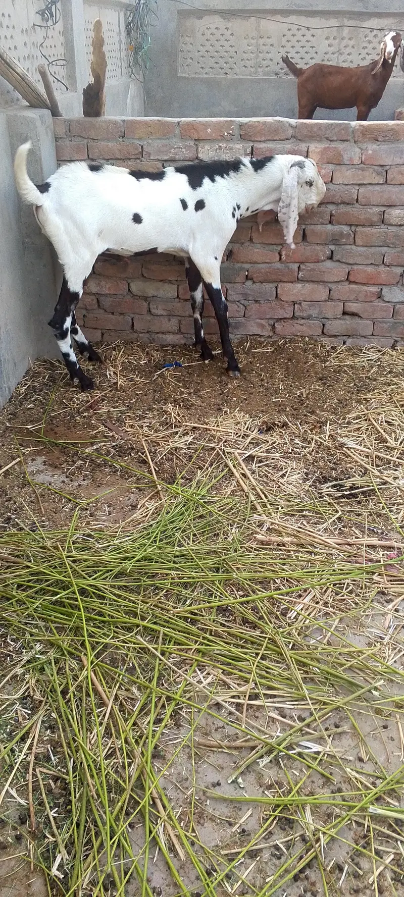 Breeder Bakra Bakri Cross karwane k liye — photo 4