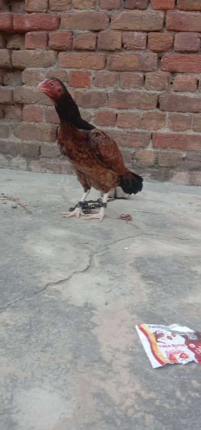 03432628764wats aap only