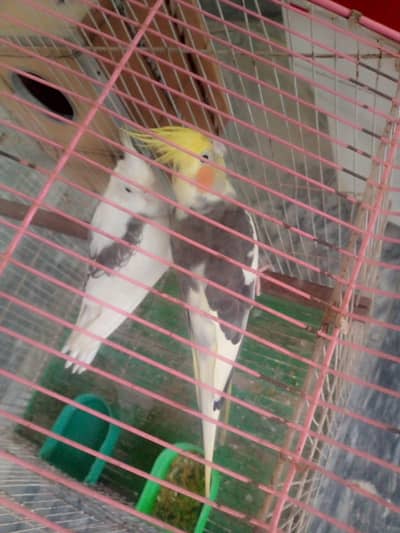 Cocktail pair for sale .