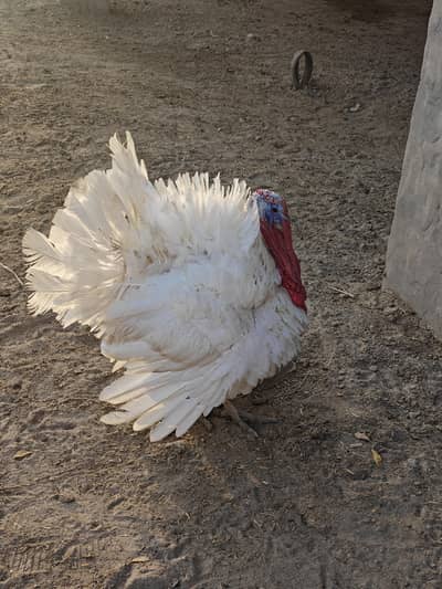 for sale turkey male