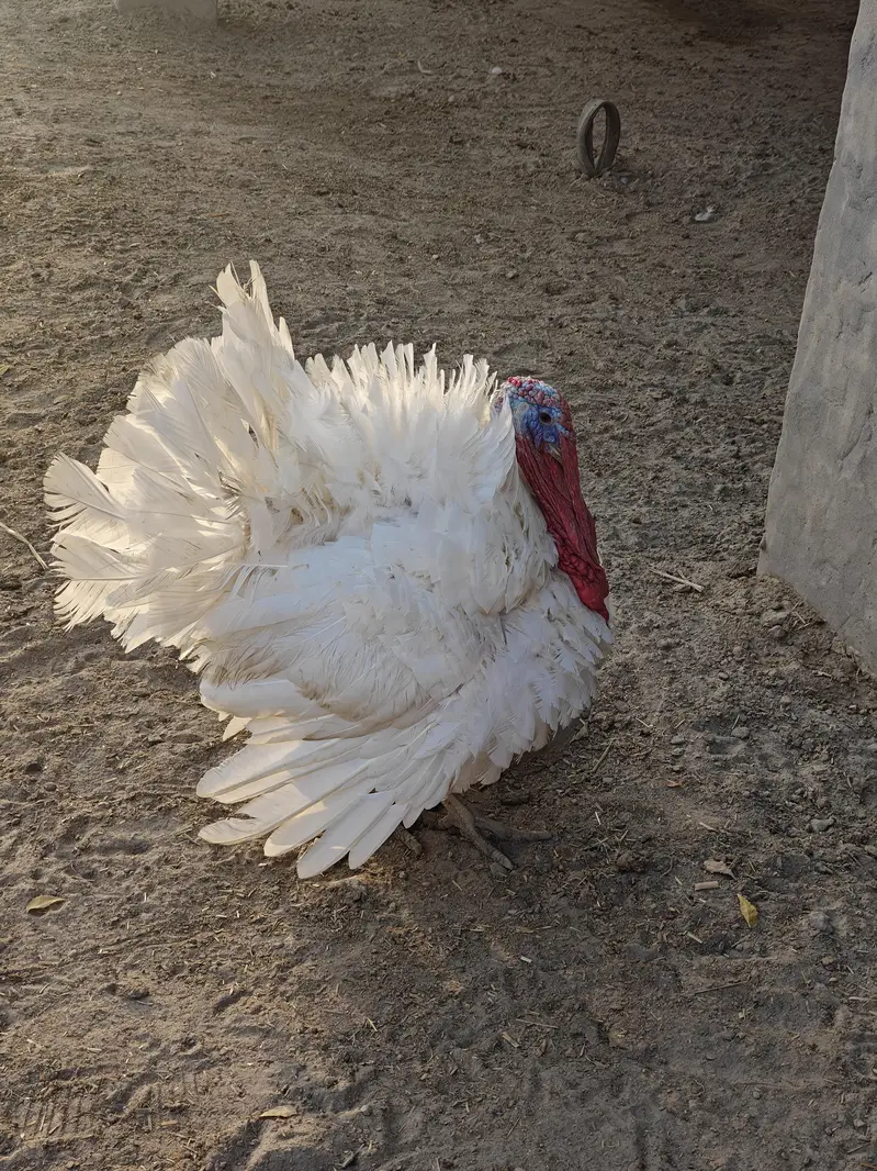 for sale turkey male