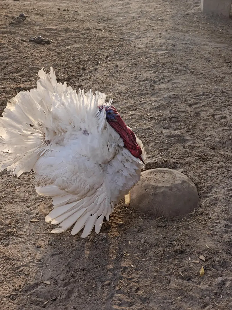 for sale turkey male — photo 2